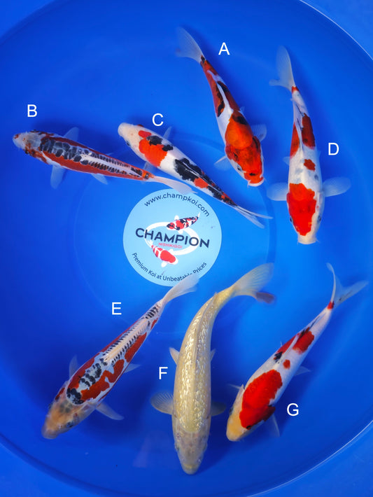 Koi fish for sale — 20-25 cm Marusei Doitsu Showa at ChampKoi