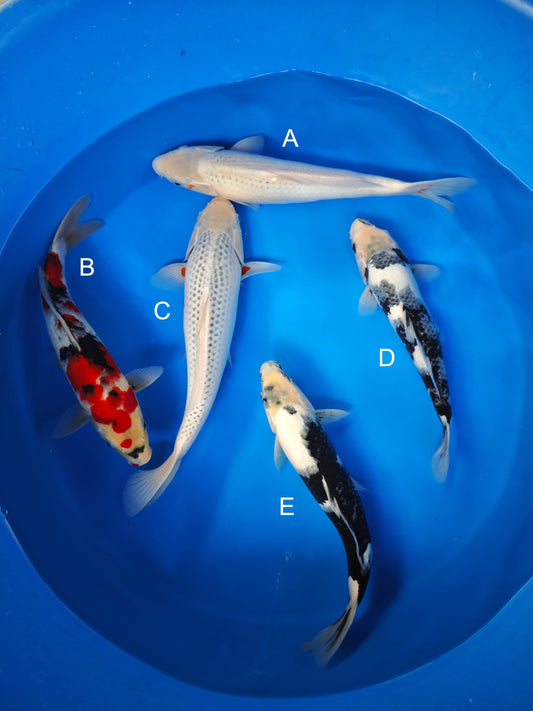 Koi fish for sale — 32-35 cm Marusei Asagi at ChampKoi