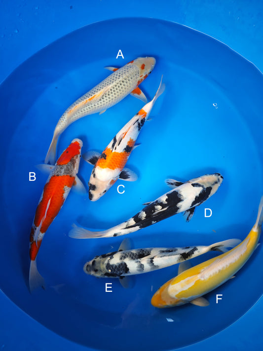 Koi fish for sale — 32-35 cm Marusei Asagi at ChampKoi