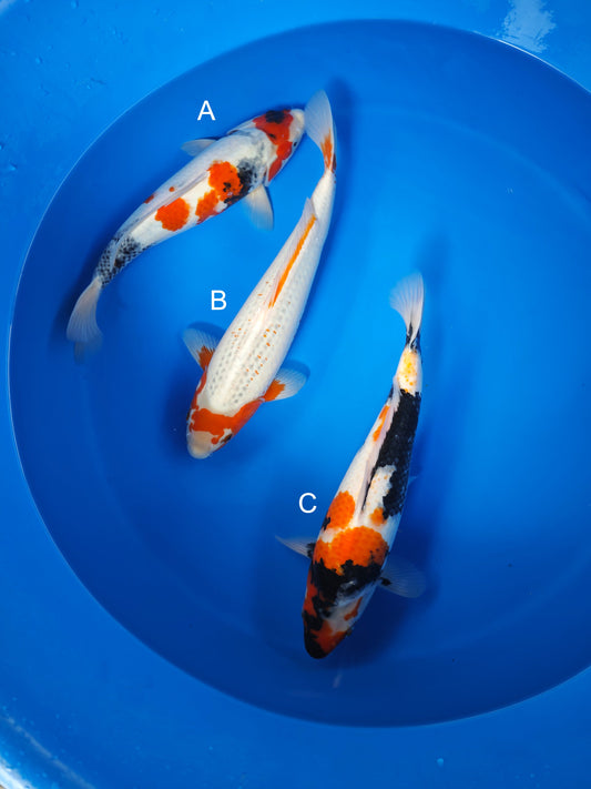 Koi fish for sale — 35-40 cm Marusei Showa at ChampKoi
