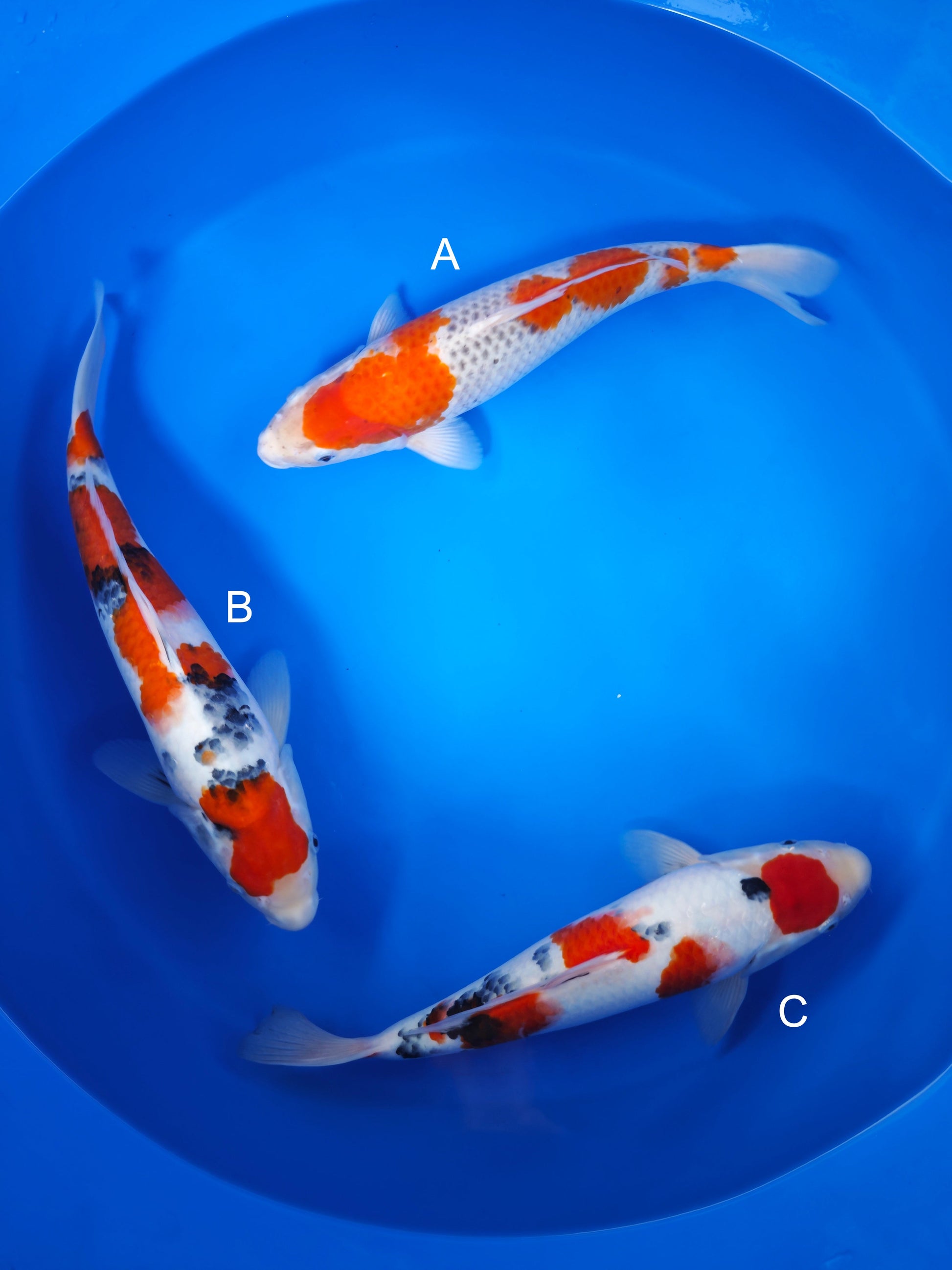 Koi fish for sale — 35-40 cm Marusei Goshiki at ChampKoi