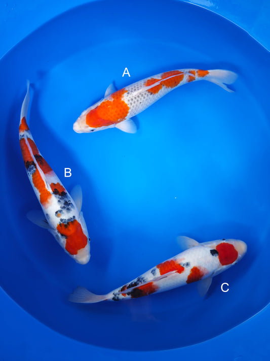 Koi fish for sale — 35-40 cm Marusei Goshiki at ChampKoi