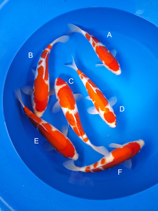 Koi fish for sale — 32-35 cm Maruyama Kohaku at ChampKoi