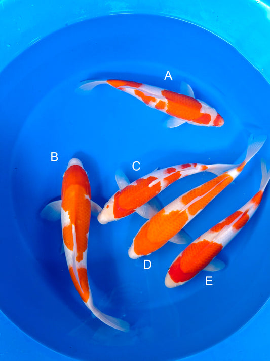 Koi fish for sale — 35-38 cm Torazo Kohaku at ChampKoi