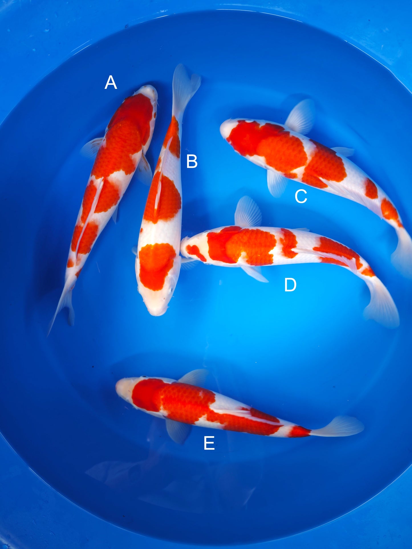 Koi fish for sale — 35-38 cm Torazo Kohaku at ChampKoi