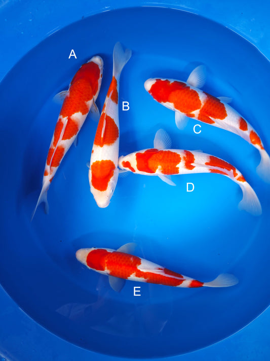 Koi fish for sale — 35-38 cm Torazo Kohaku at ChampKoi