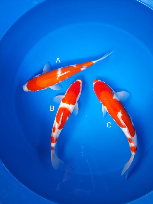 Koi fish for sale — 35-38 cm Torazo Kohaku at ChampKoi