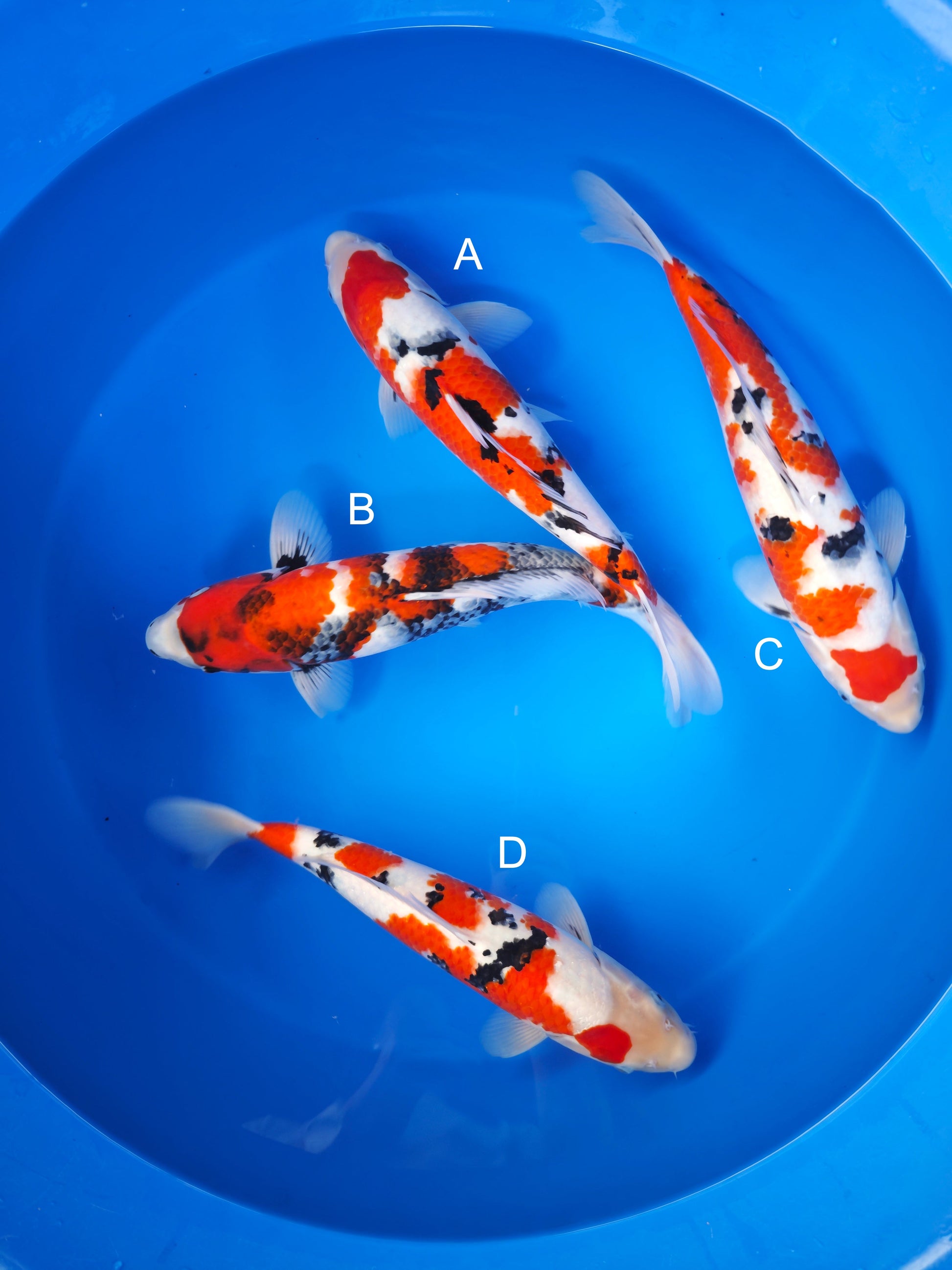 Koi fish for sale — 35-40 cm Oya Sanke at ChampKoi