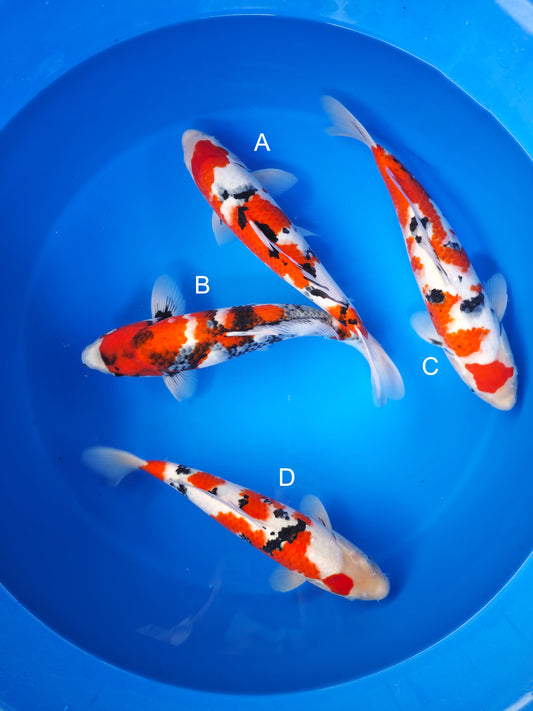 Koi fish for sale — 35-40 cm Oya Sanke at ChampKoi
