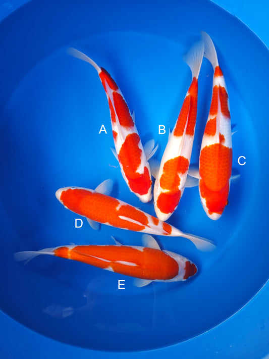 Koi fish for sale — 35-38 cm Matsue Kohaku at ChampKoi