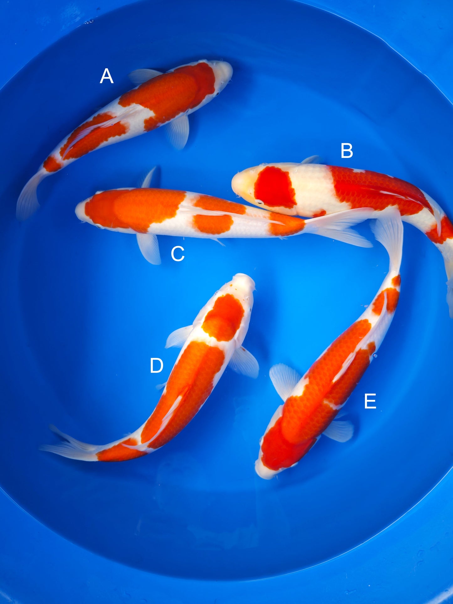 Koi fish for sale — 35-38 cm Matsue Kohaku at ChampKoi