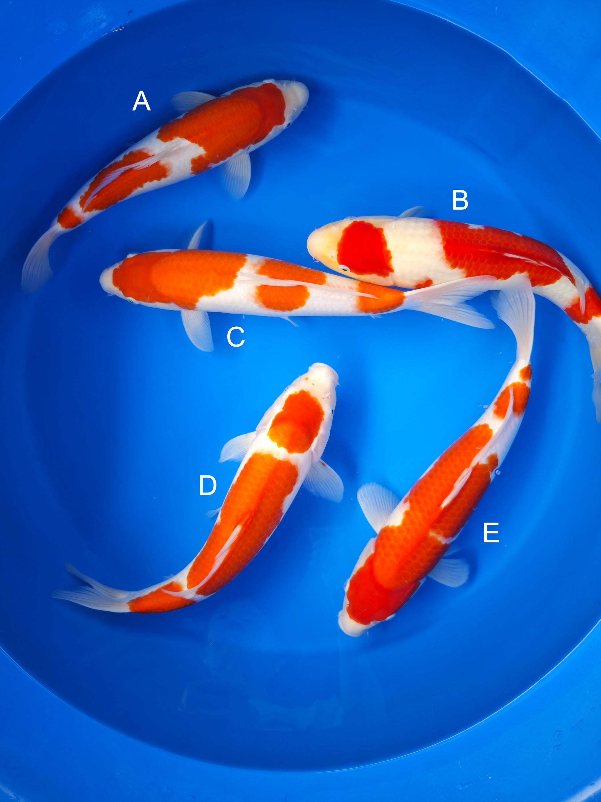 Koi fish for sale — 35-38 cm Matsue Kohaku at ChampKoi