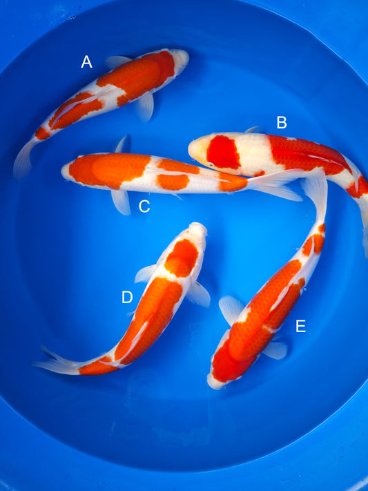 Koi fish for sale — 35-38 cm Matsue Kohaku at ChampKoi
