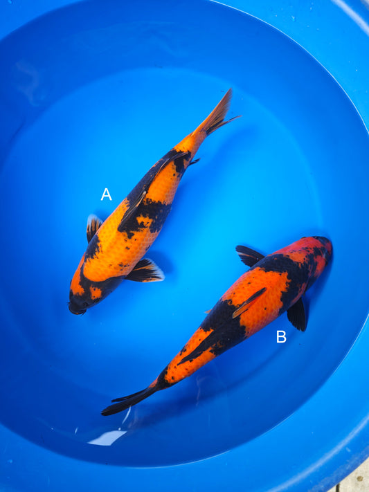 Koi fish for sale — 44-48 cm Shinoda Hi Utsuri at ChampKoi