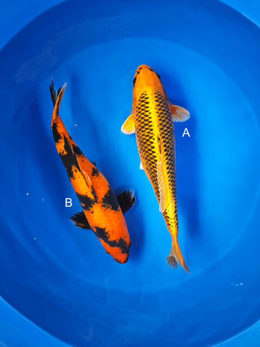Koi fish for sale — 45-50 cm Shinoda Kin Matsuba at ChampKoi
