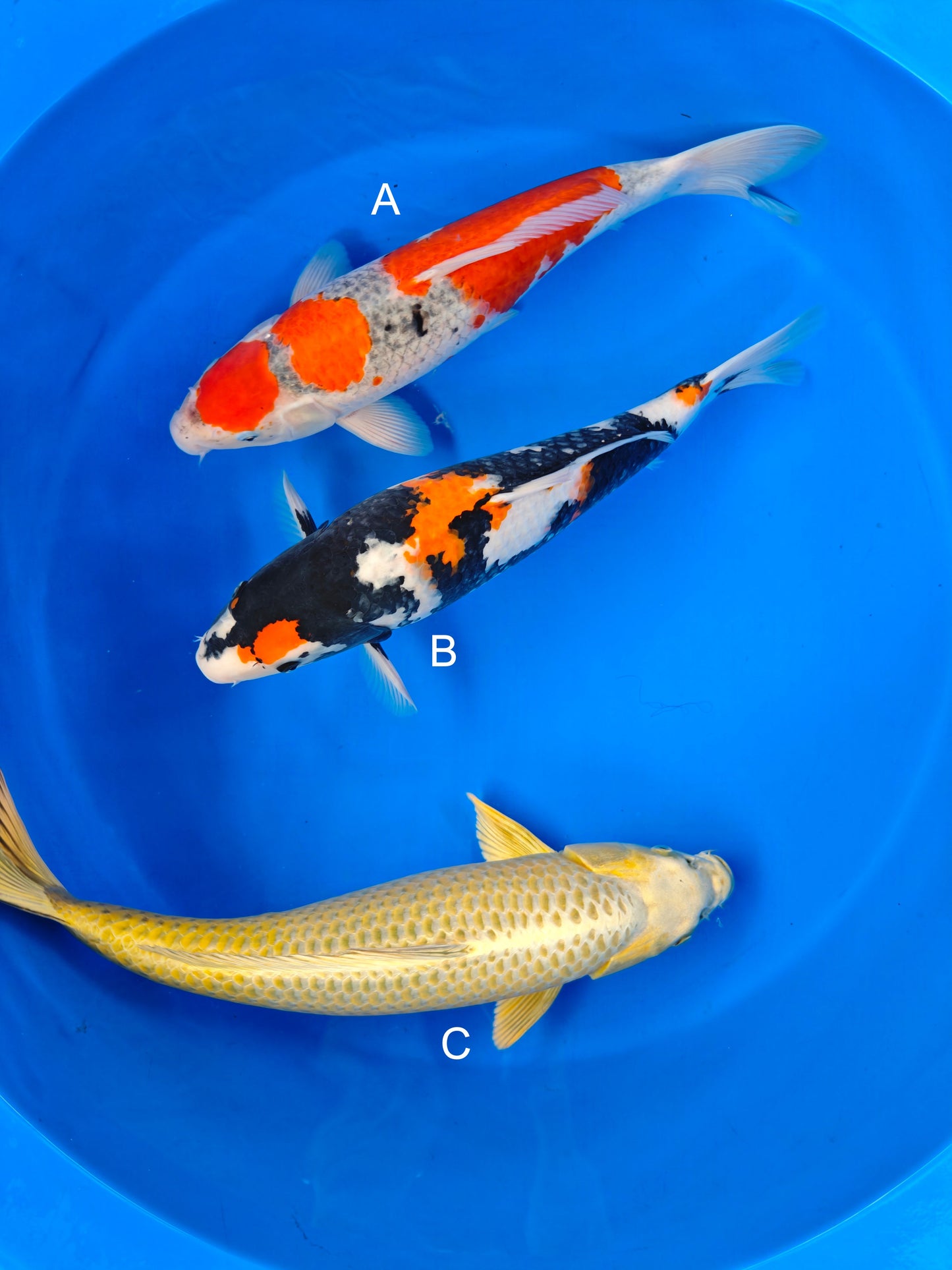 Koi fish for sale — 45-52 cm Shinoda Goshike at ChampKoi