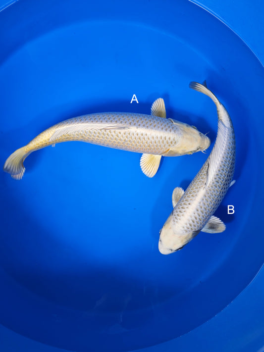 Koi fish for sale — 45-50 cm Ogata Mukashi Ogon at ChampKoi