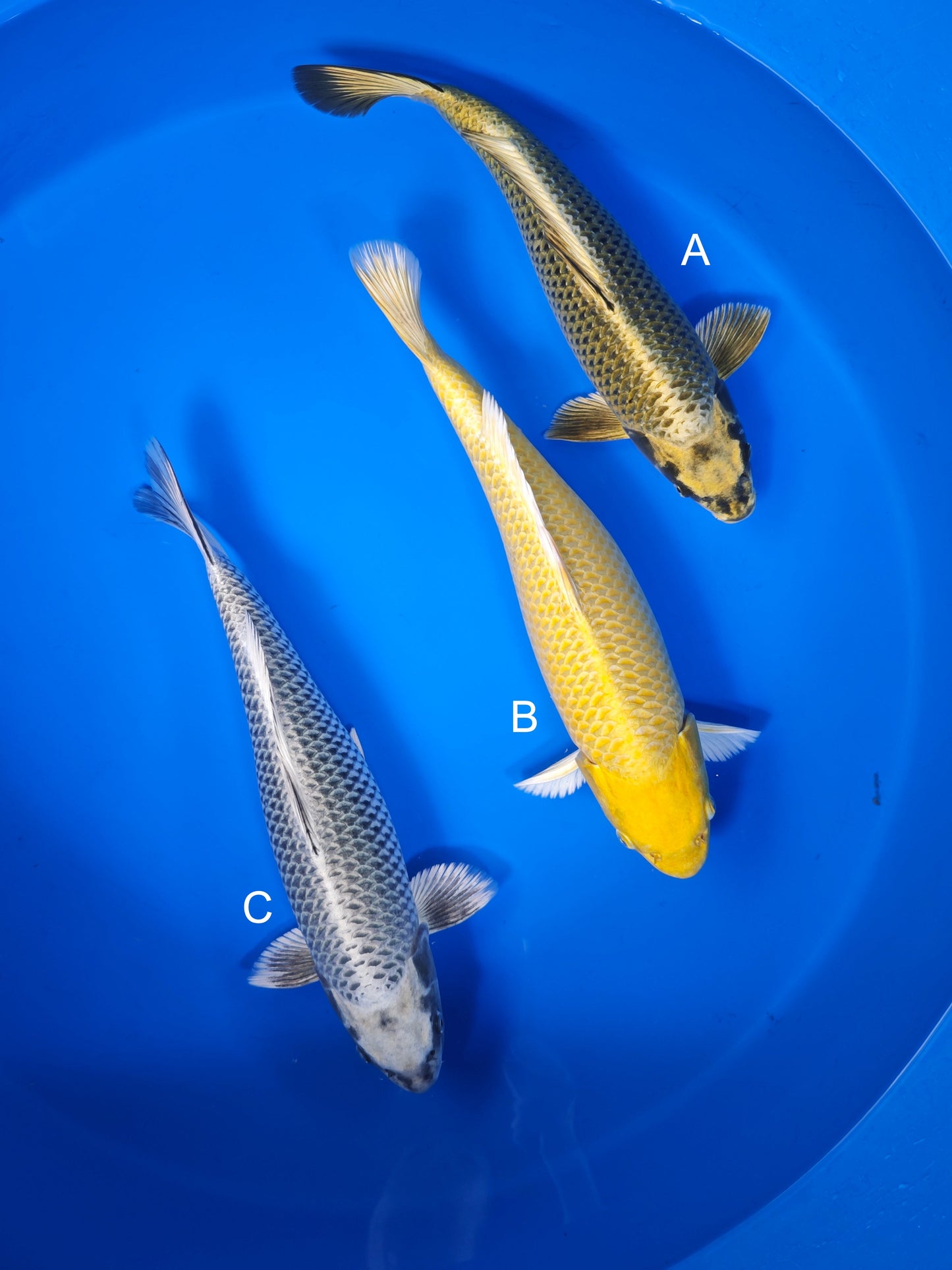 Koi fish for sale — 43-48 cm Ogata Mukashi Ogon at ChampKoi