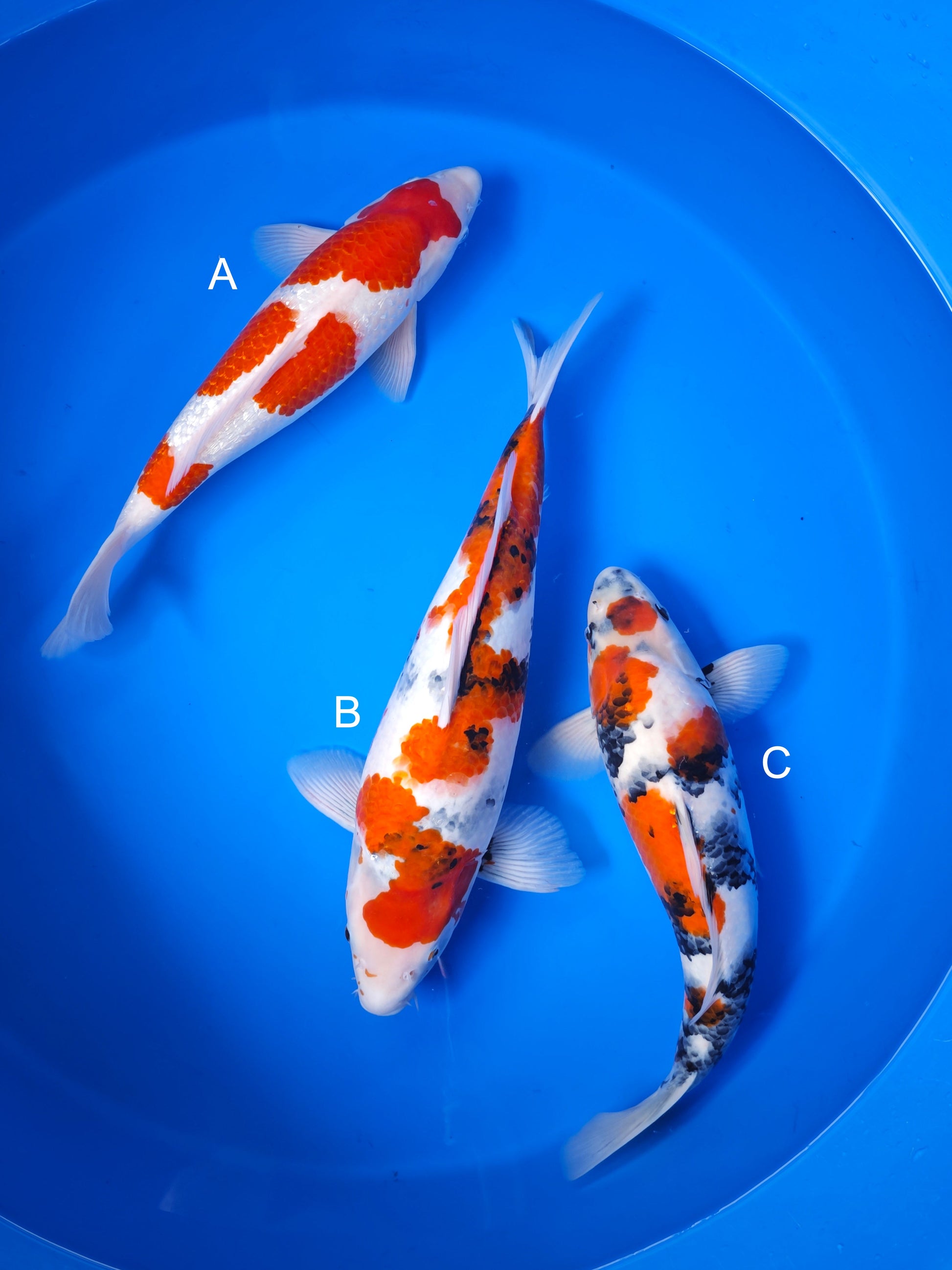 Koi fish for sale — 45-52 cm Ogata Ginrin Kohaku at ChampKoi