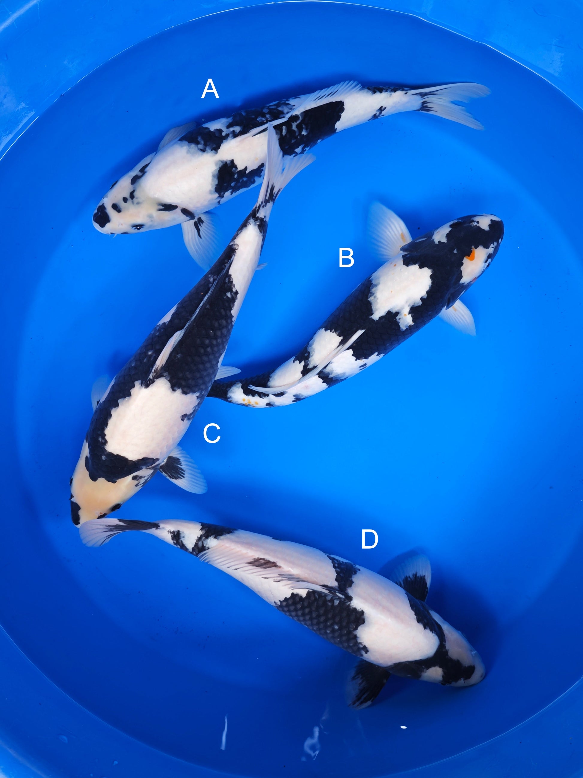 Koi fish for sale — 40-48 cm Ogata Shiro Utsuri at ChampKoi