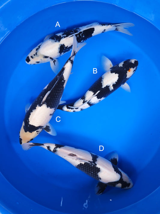 Koi fish for sale — 40-48 cm Ogata Shiro Utsuri at ChampKoi