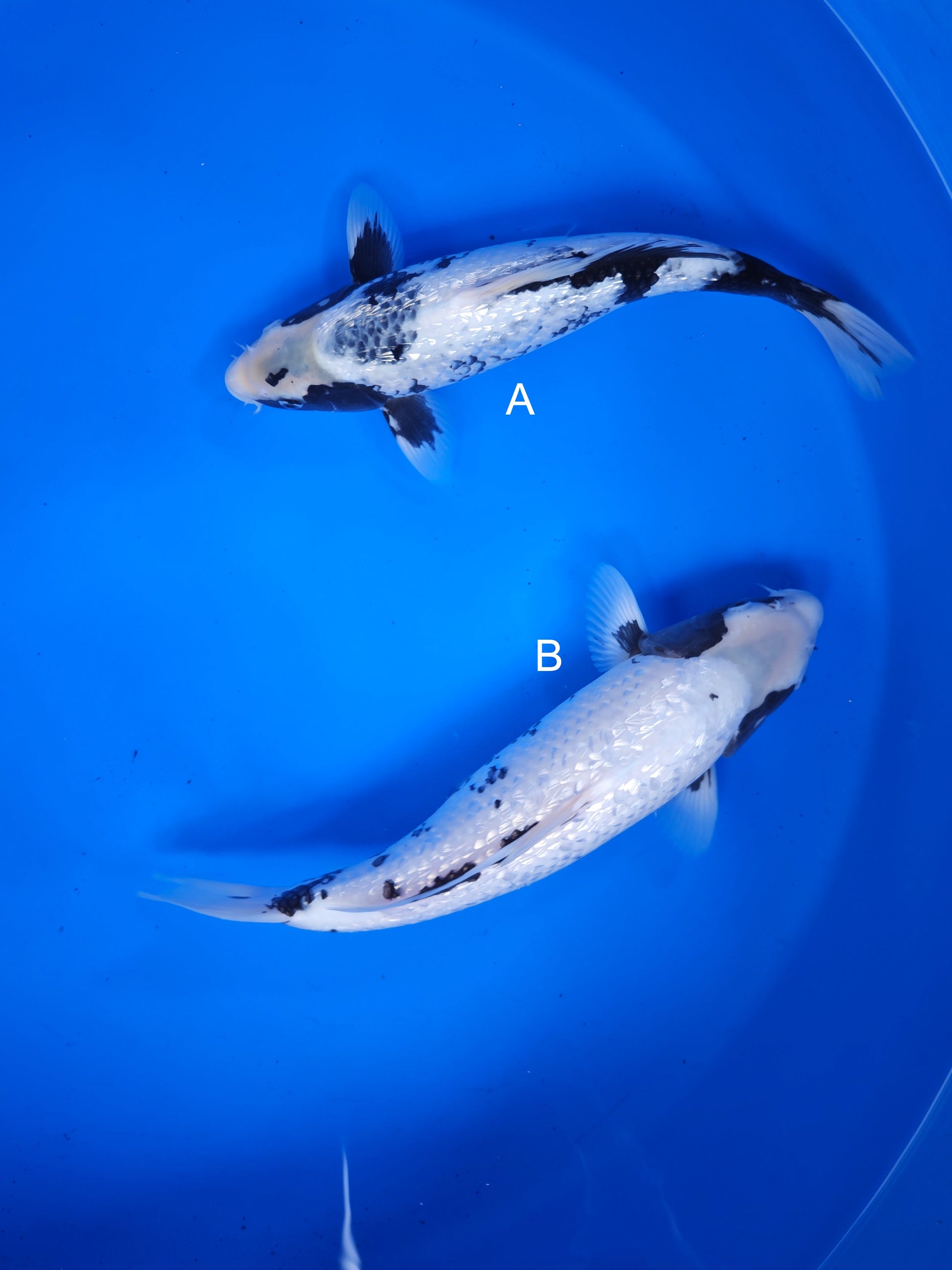 Koi fish for sale — 28-35 cm Ogata Ginrin Matsukawabake at ChampKoi