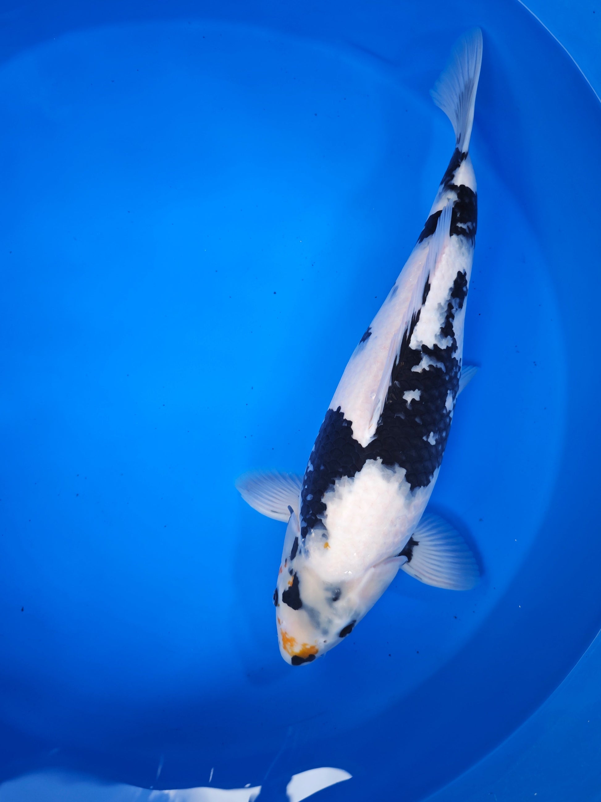 Koi fish for sale — 50 cm Ogata Shiro Utsuri at ChampKoi