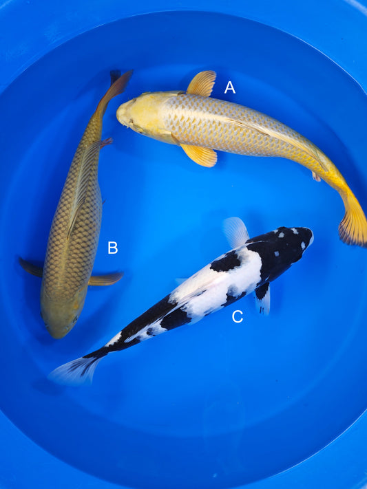 Koi fish for sale — 40-45 cm Ogata Mukashi Ogon at ChampKoi