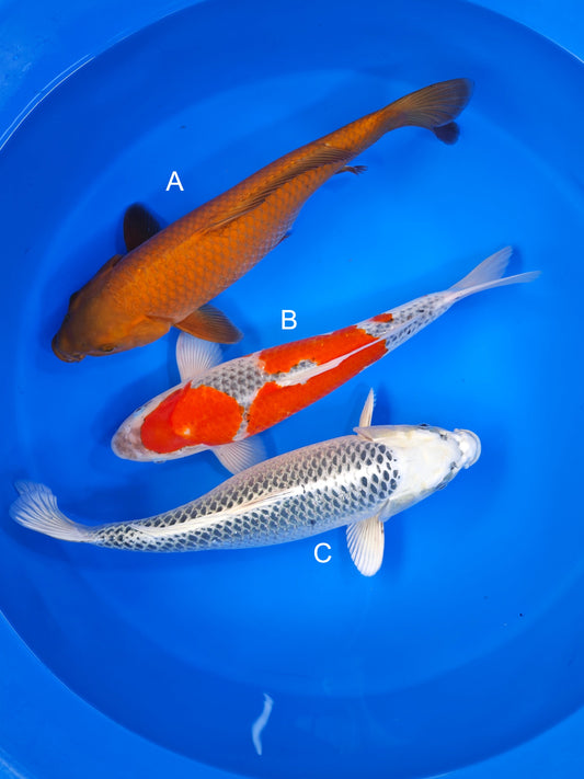Koi fish for sale — 40-45 cm Marusei Chagoi at ChampKoi