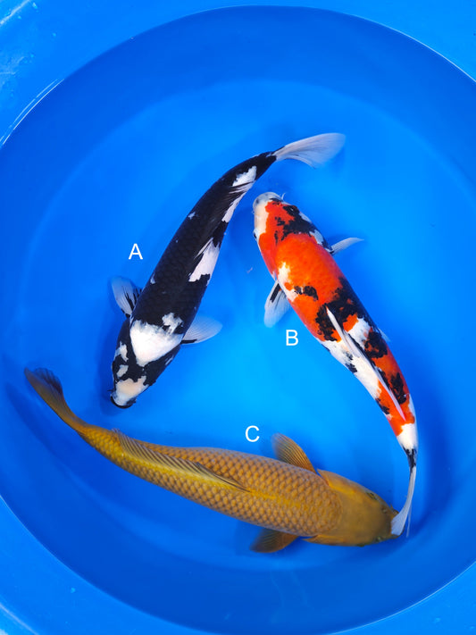 Koi fish for sale — 40-45 cm Marusei Shiro Utsuri at ChampKoi