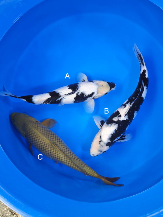 Koi fish for sale — 40-45 cm Marusei Shiro Utsuri at ChampKoi