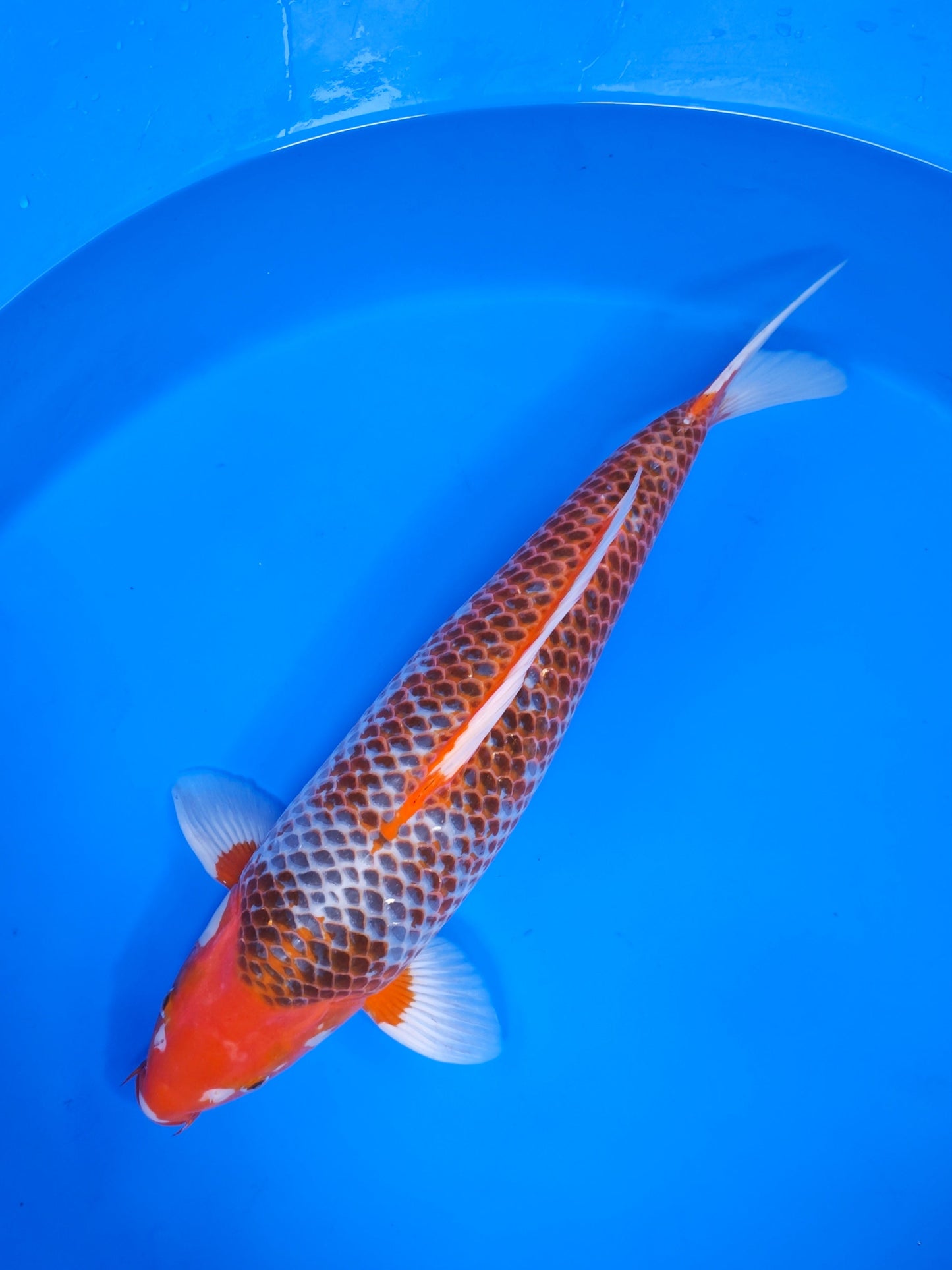 Koi fish for sale — 58 cm Marusei Blue Asagi at ChampKoi