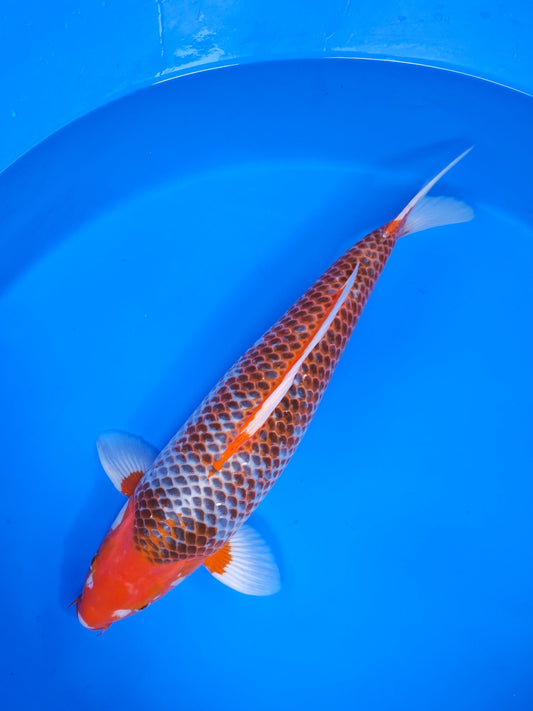 Koi fish for sale — 58 cm Marusei Blue Asagi at ChampKoi
