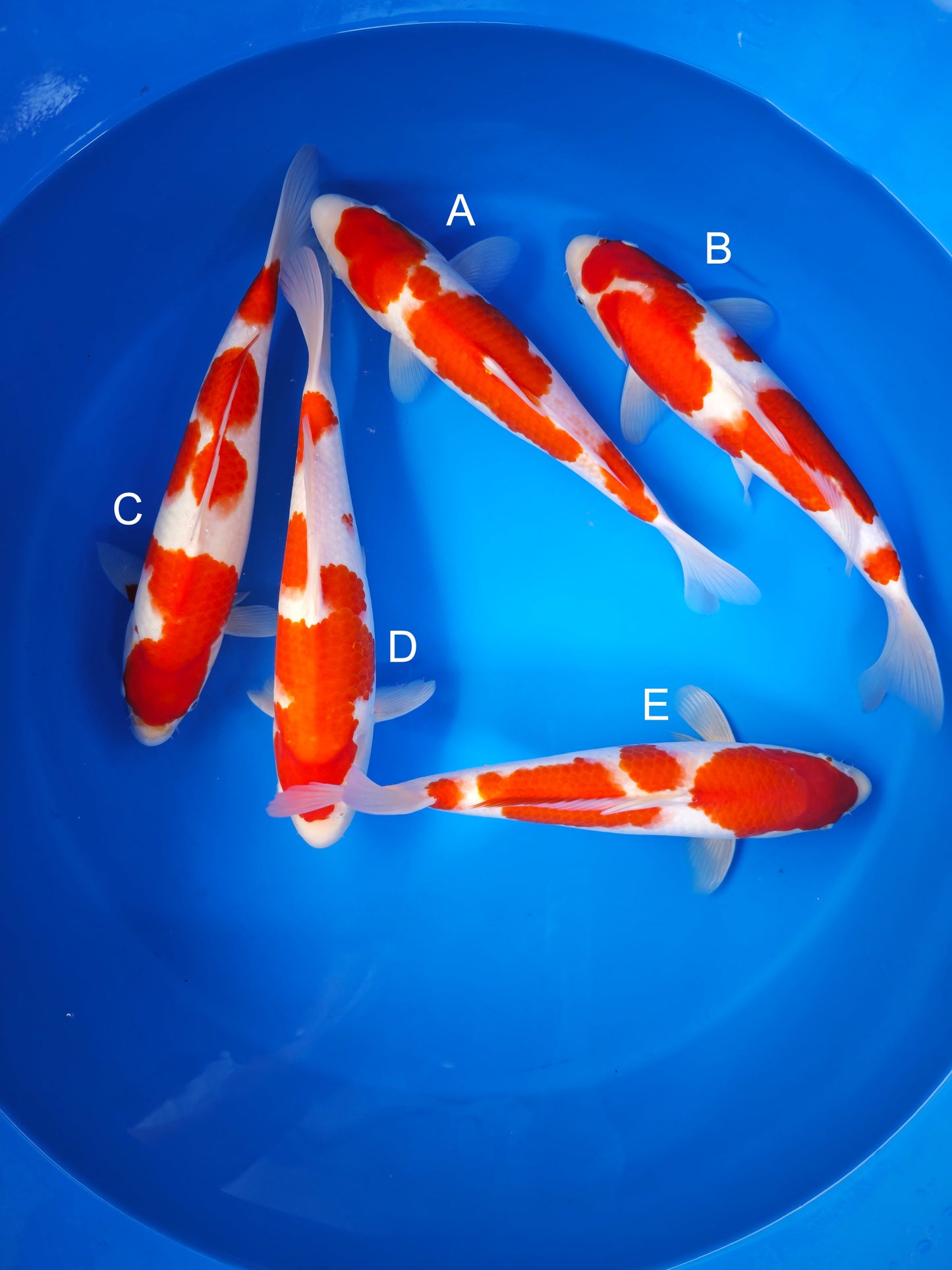 Koi fish for sale — 33-38 cm Matsue Kohaku at ChampKoi
