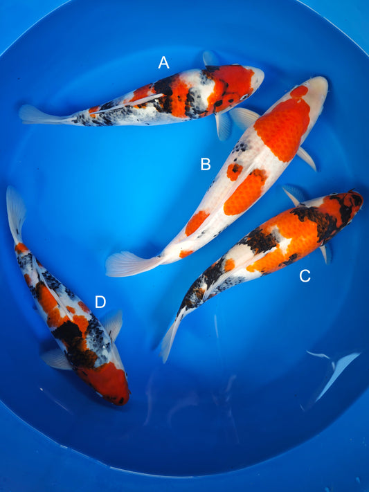 Koi fish for sale — 35-45 cm Ogata Showa at ChampKoi