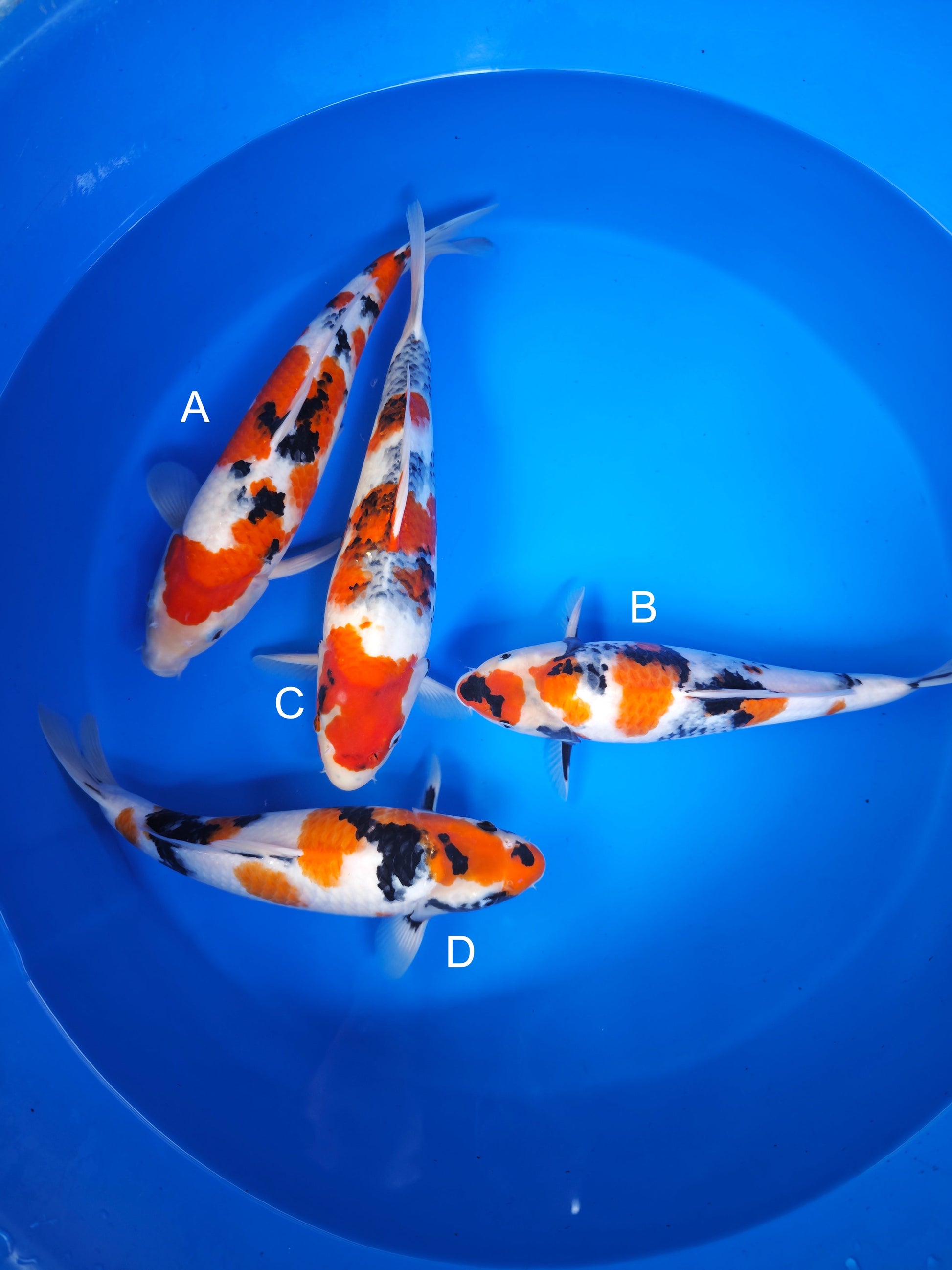Koi fish for sale — 35-40 cm Ogata Sanke at ChampKoi