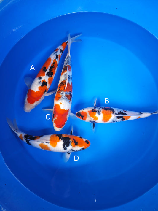 Koi fish for sale — 35-40 cm Ogata Sanke at ChampKoi