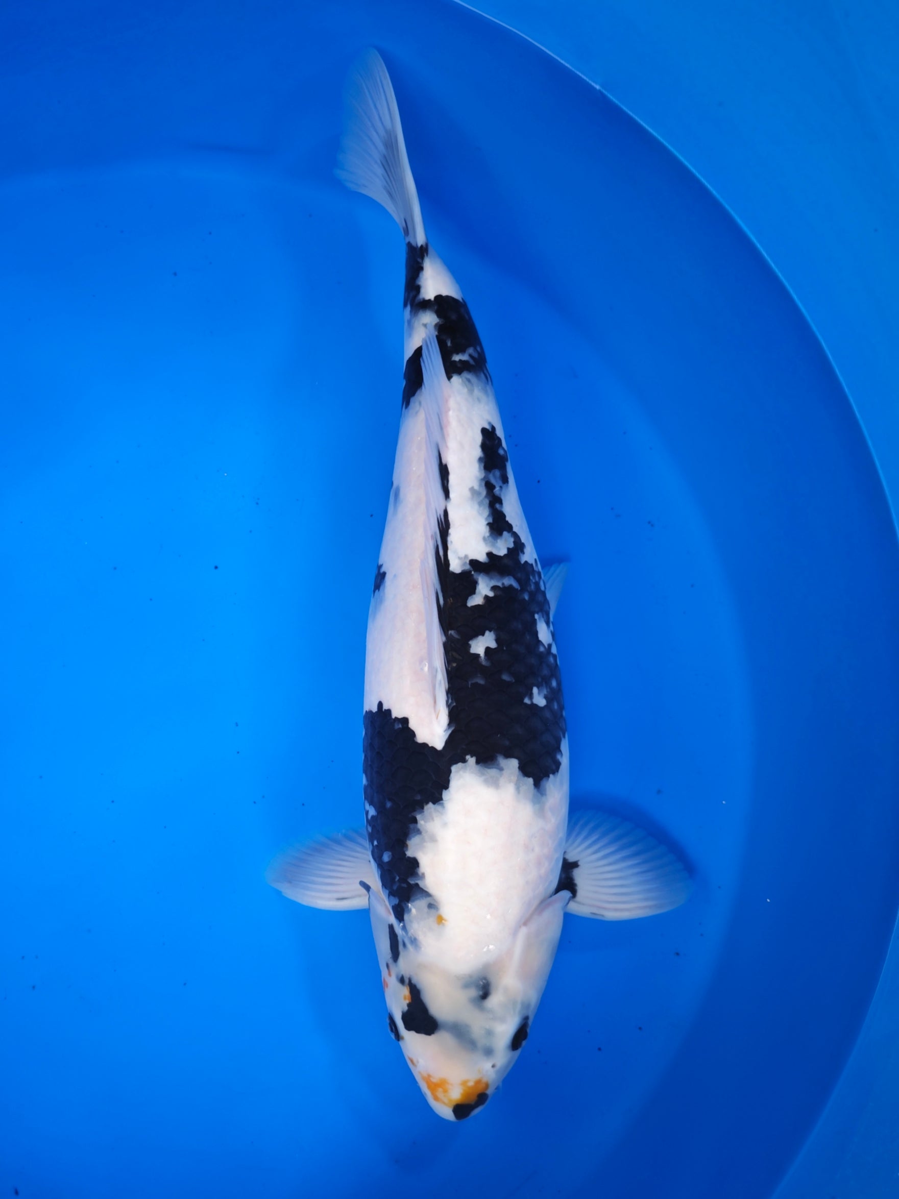 Koi fish for sale — 50 cm Ogata Shiro Utsuri at ChampKoi