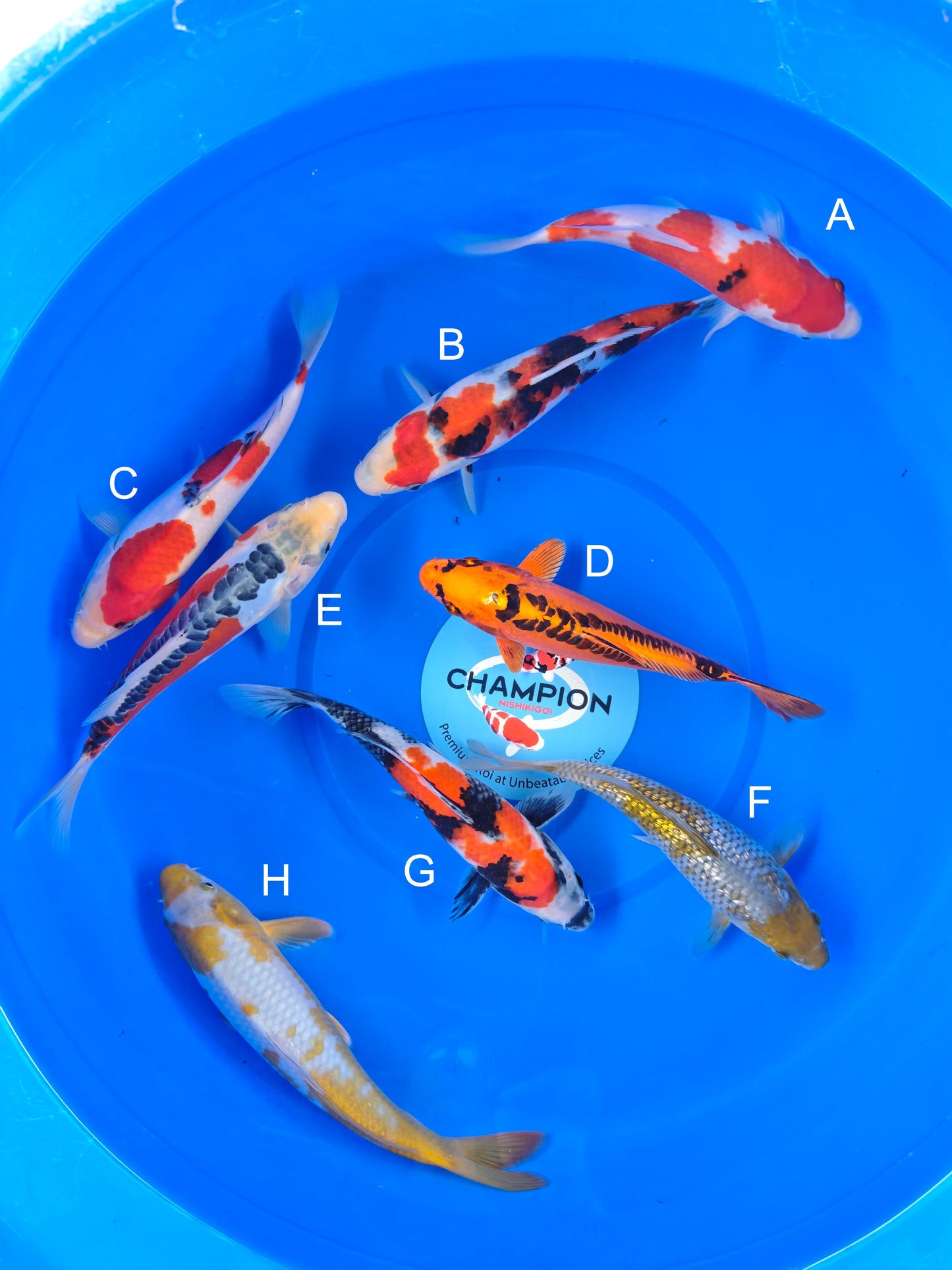 Koi fish for sale — 22-28 cm Marusei Sanke at ChampKoi