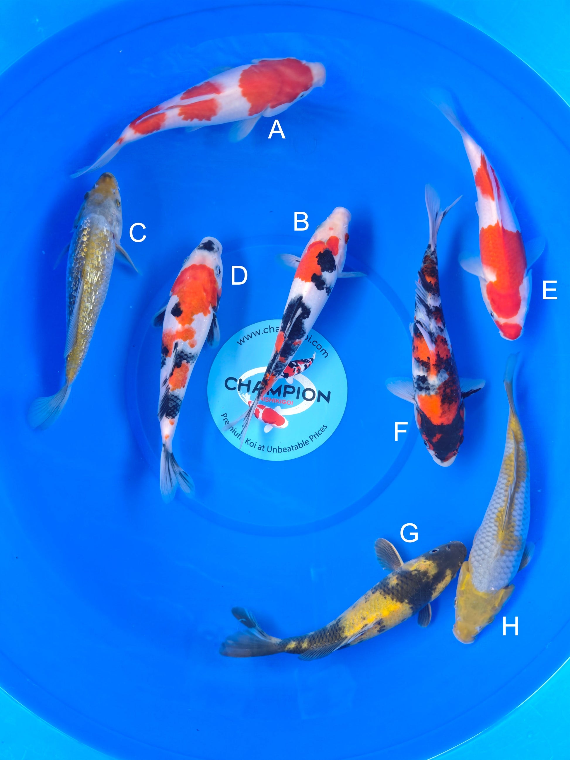 Koi fish for sale — 20-28 cm Marusei Kohaku at ChampKoi