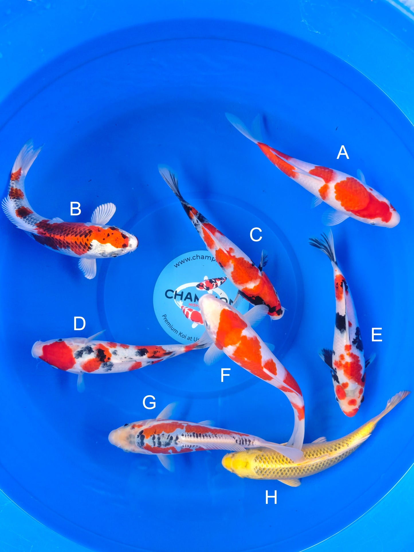Koi fish for sale — 20-28 cm Marusei Kohaku at ChampKoi
