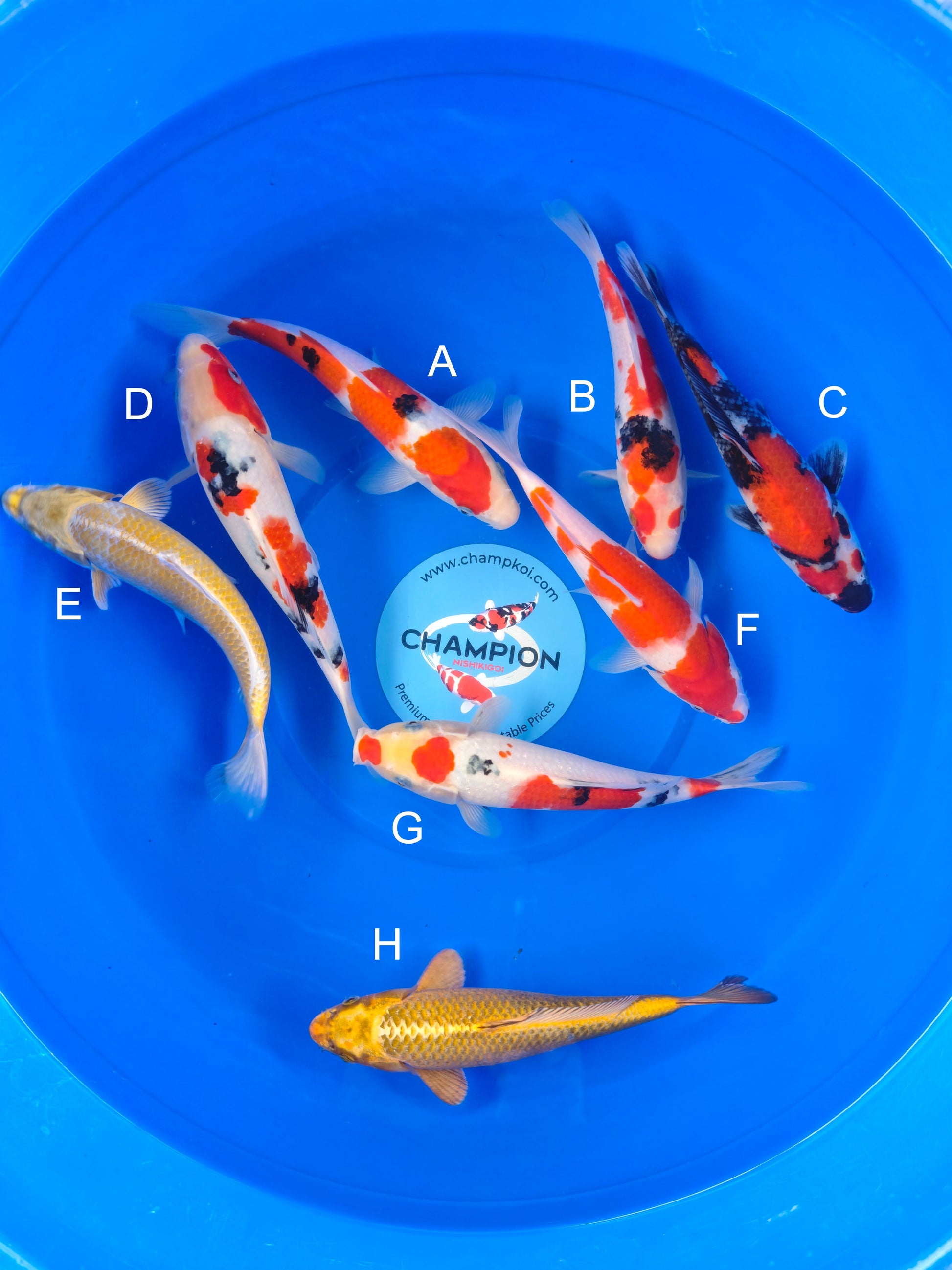 Koi fish for sale — 20-28 cm Marusei Sanke at ChampKoi