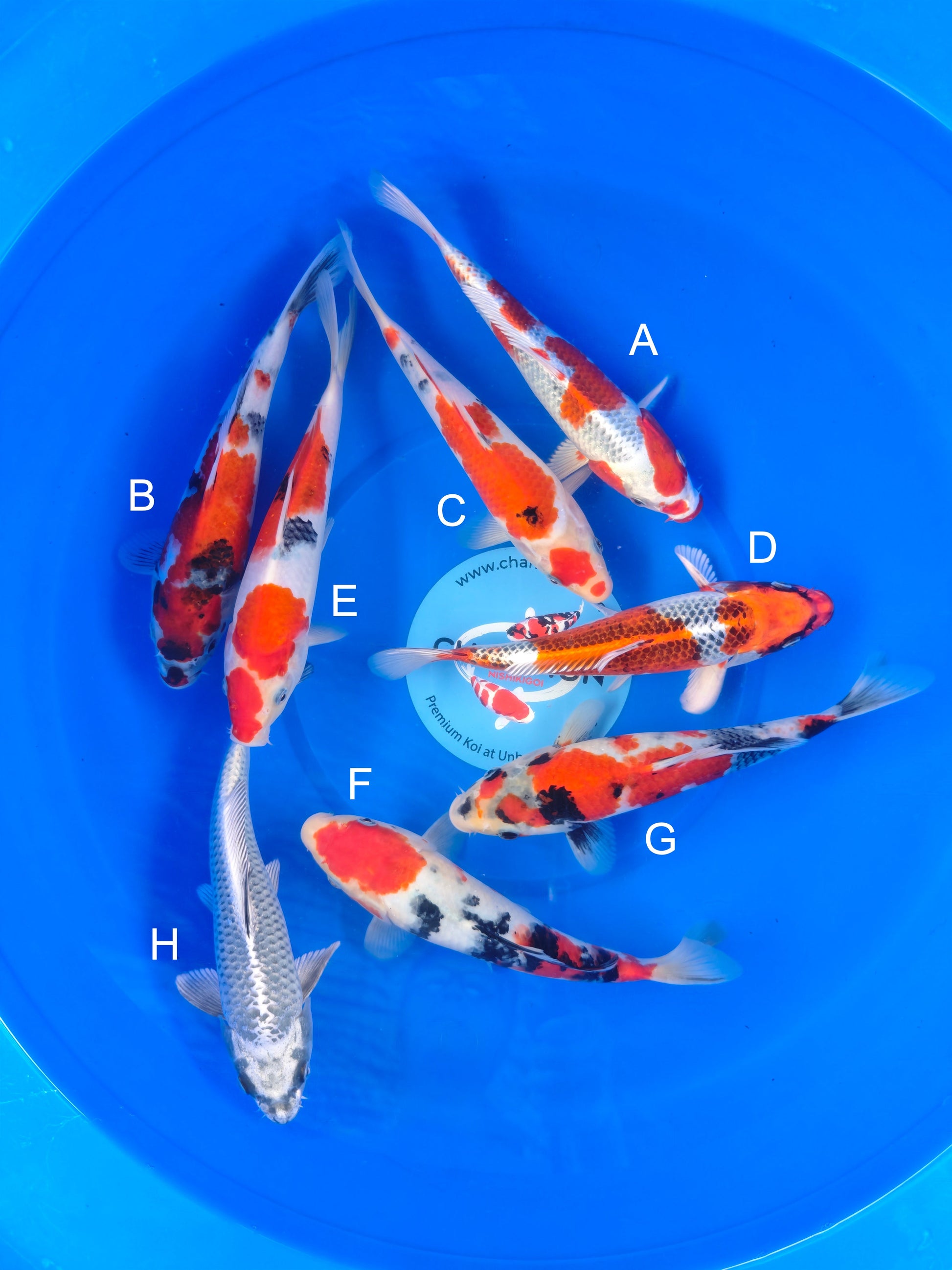Koi fish for sale — 20-28 cm Marusei Kujaku at ChampKoi