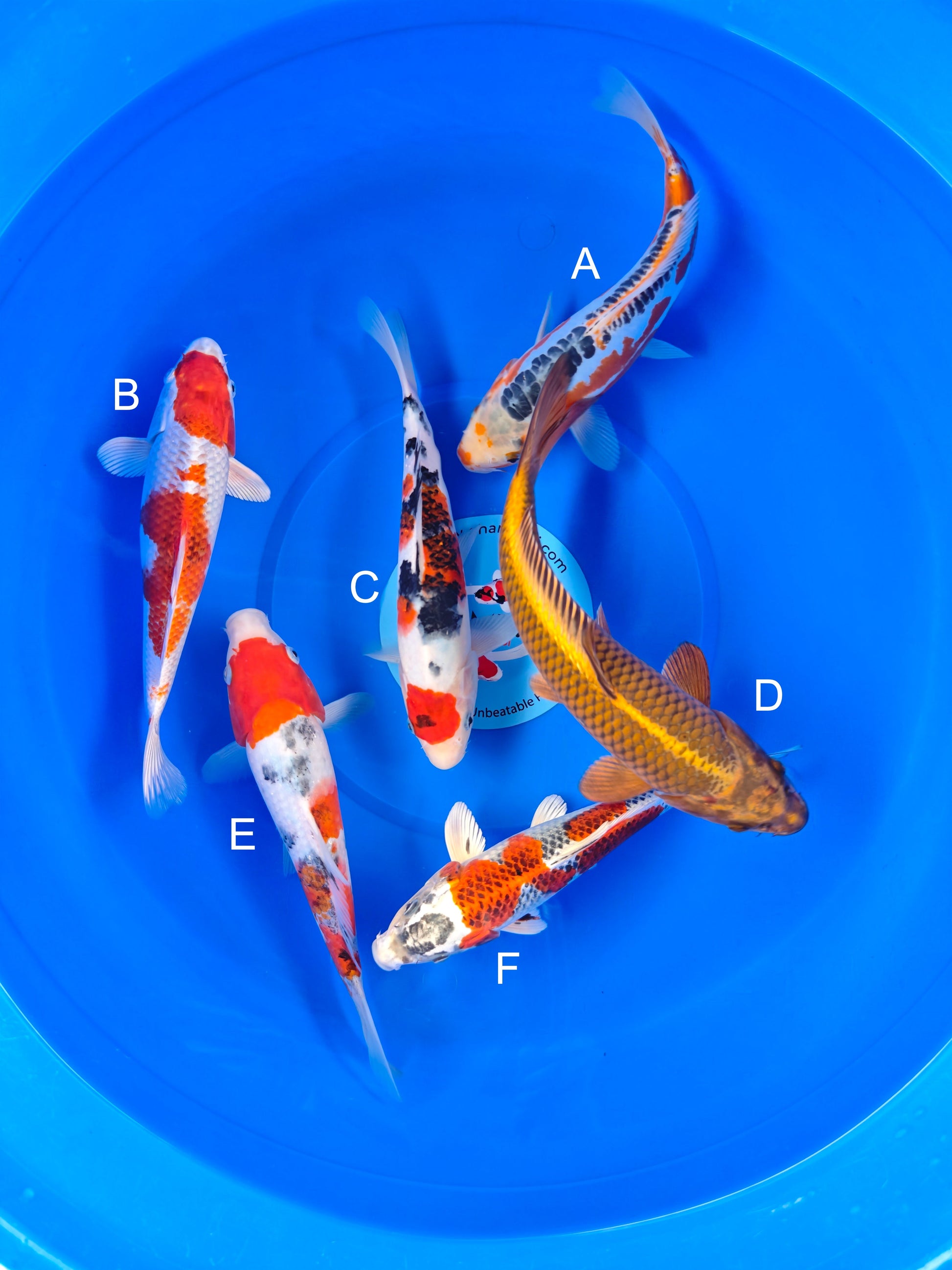 Koi fish for sale — 24-28 cm Marusei Shusui at ChampKoi