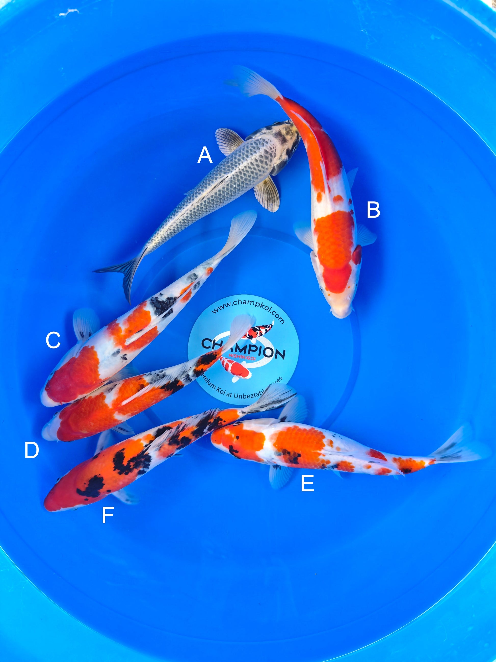 Koi fish for sale — 25-30 cm Marusei Nezu Ogon at ChampKoi