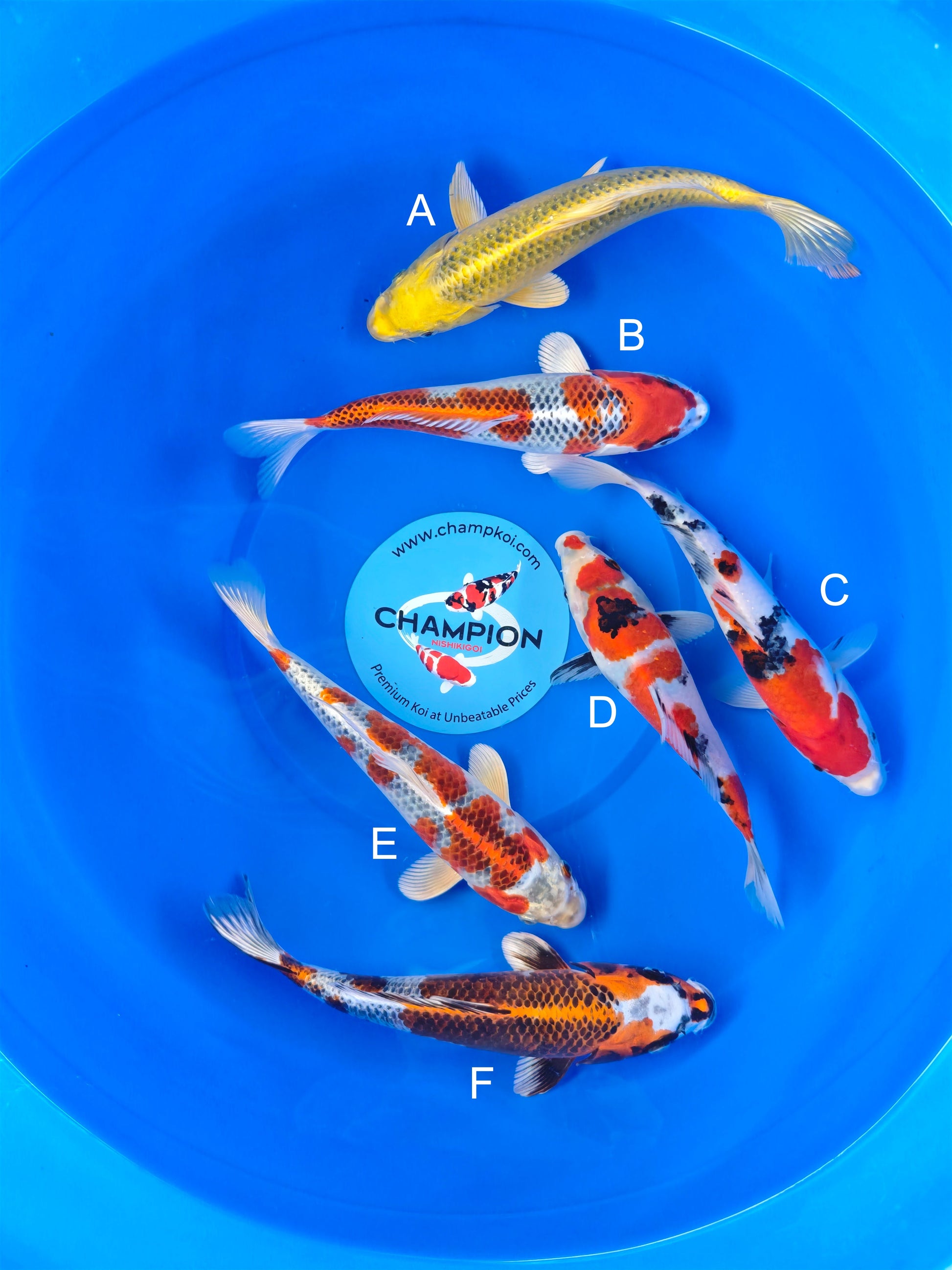 Koi fish for sale — 25-30 cm Marusei Kinki Matsuba at ChampKoi