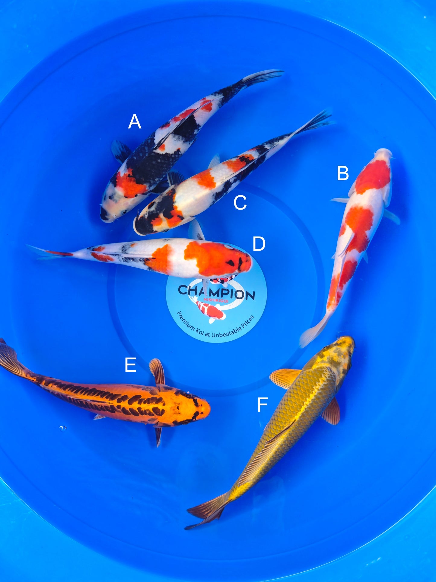 Koi fish for sale — 25-30 cm Marusei Showa at ChampKoi