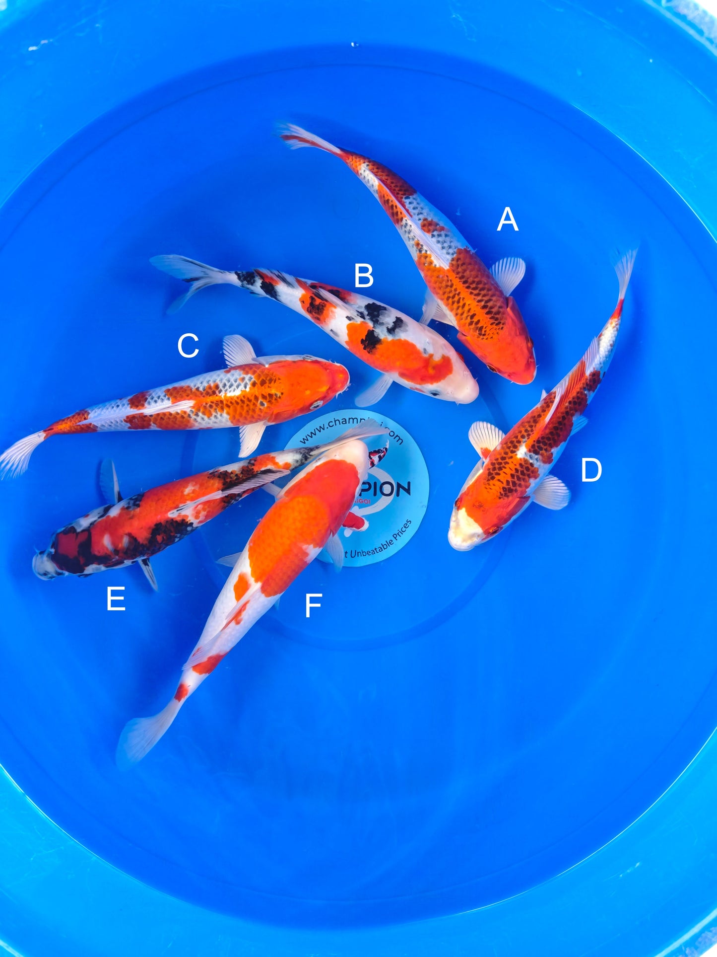 Koi fish for sale — 25-30 cm Marusei Kujaku at ChampKoi