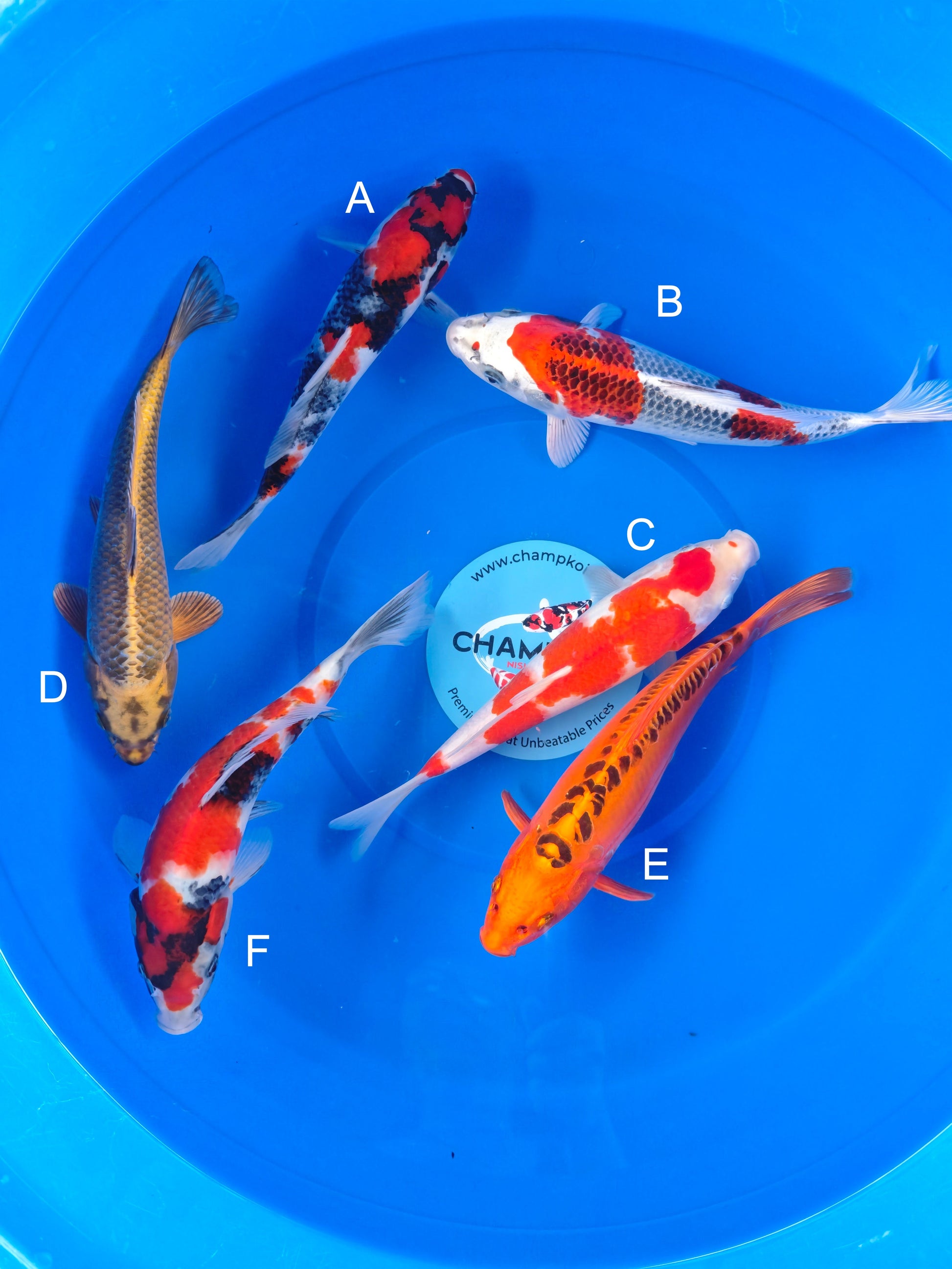 Koi fish for sale — 25-30 cm Marusei Showa at ChampKoi