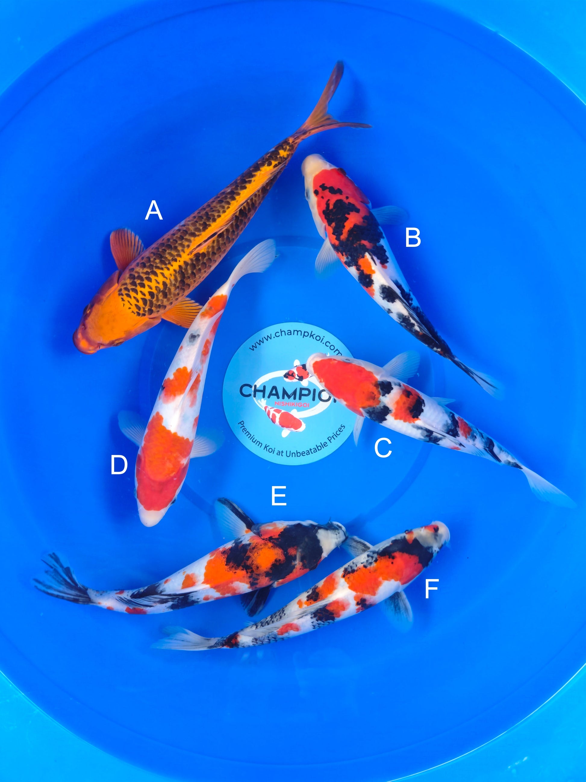 Koi fish for sale — 25-30 cm Marusei Kin Matsuba at ChampKoi